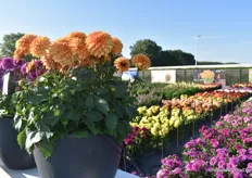 Dahlia Dalina Maxi, some new colors in the series and more are in the pipeline that were presented during FlowerTrials. An existing series being upgraded with new colors. So plenty of product development here as well. Maxi Apricot is one of the highlights in terms of introduction.